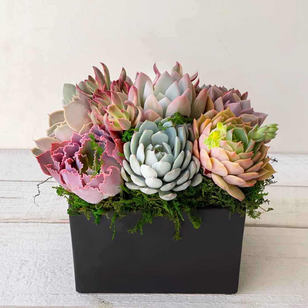 How To Care For Succulent Arrangement