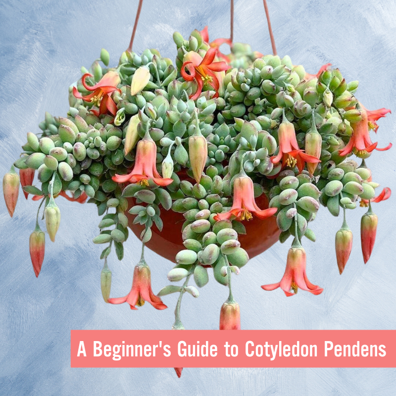A Beginner's Guide to Cotyledon Pendens