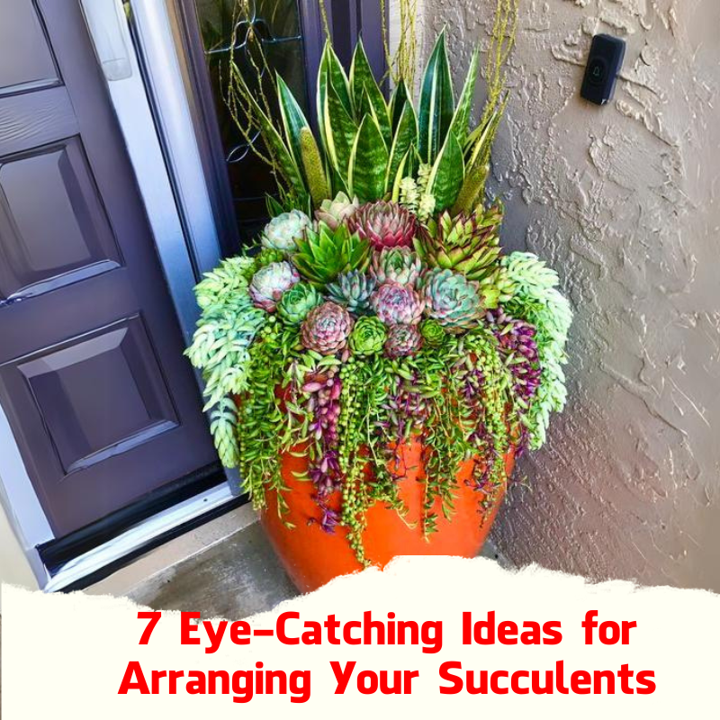 7 Eye-Catching Ideas for Arranging Your Succulents