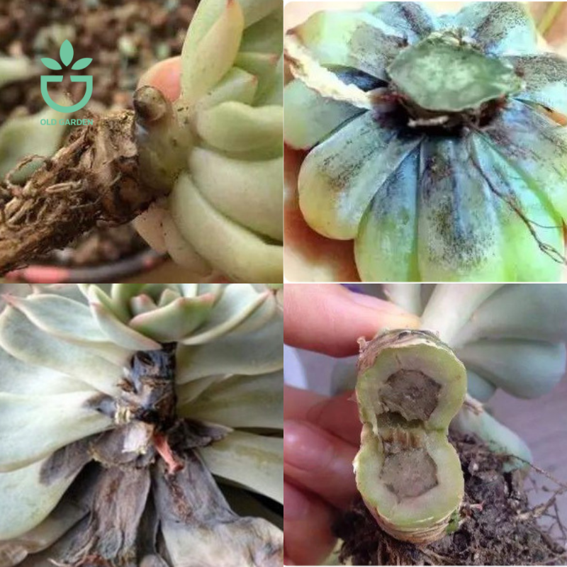 Don't Let Black Root Rot Destroy Your Succulents