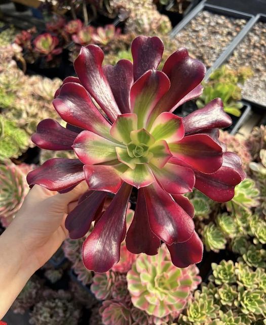 What factors affect the color of Succulents?