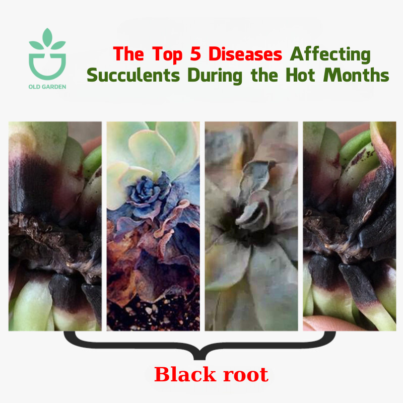 Summer Sickness: The Top 5 Diseases Affecting Succulents During the Hot Months
