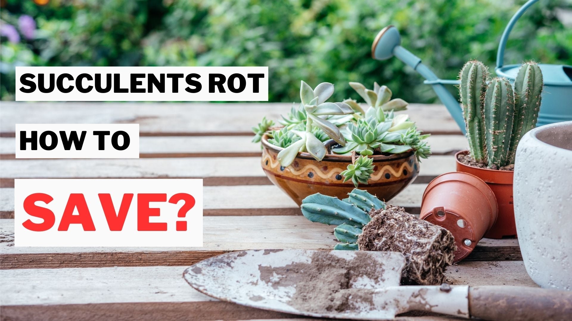 Common Causes of Succulent Rot and Effective Treatment Methods