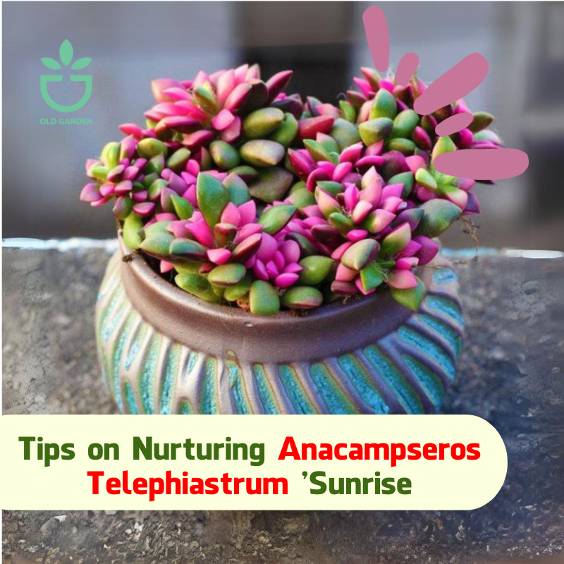 Tips on Nurturing Anacampseros Telephiastrum 'Sunrise
