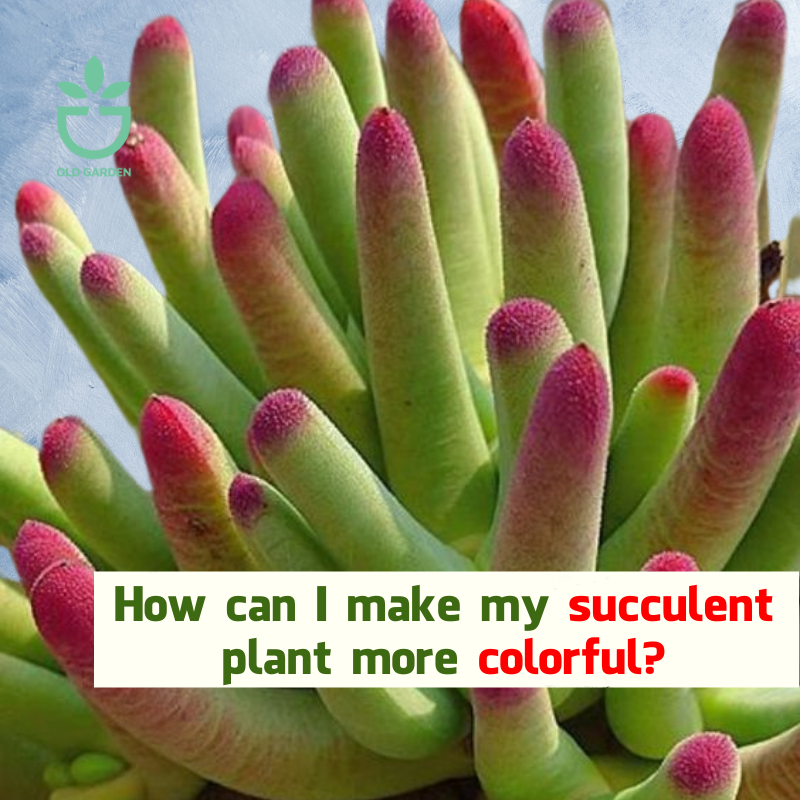How can I make my succulent plant more colorful?