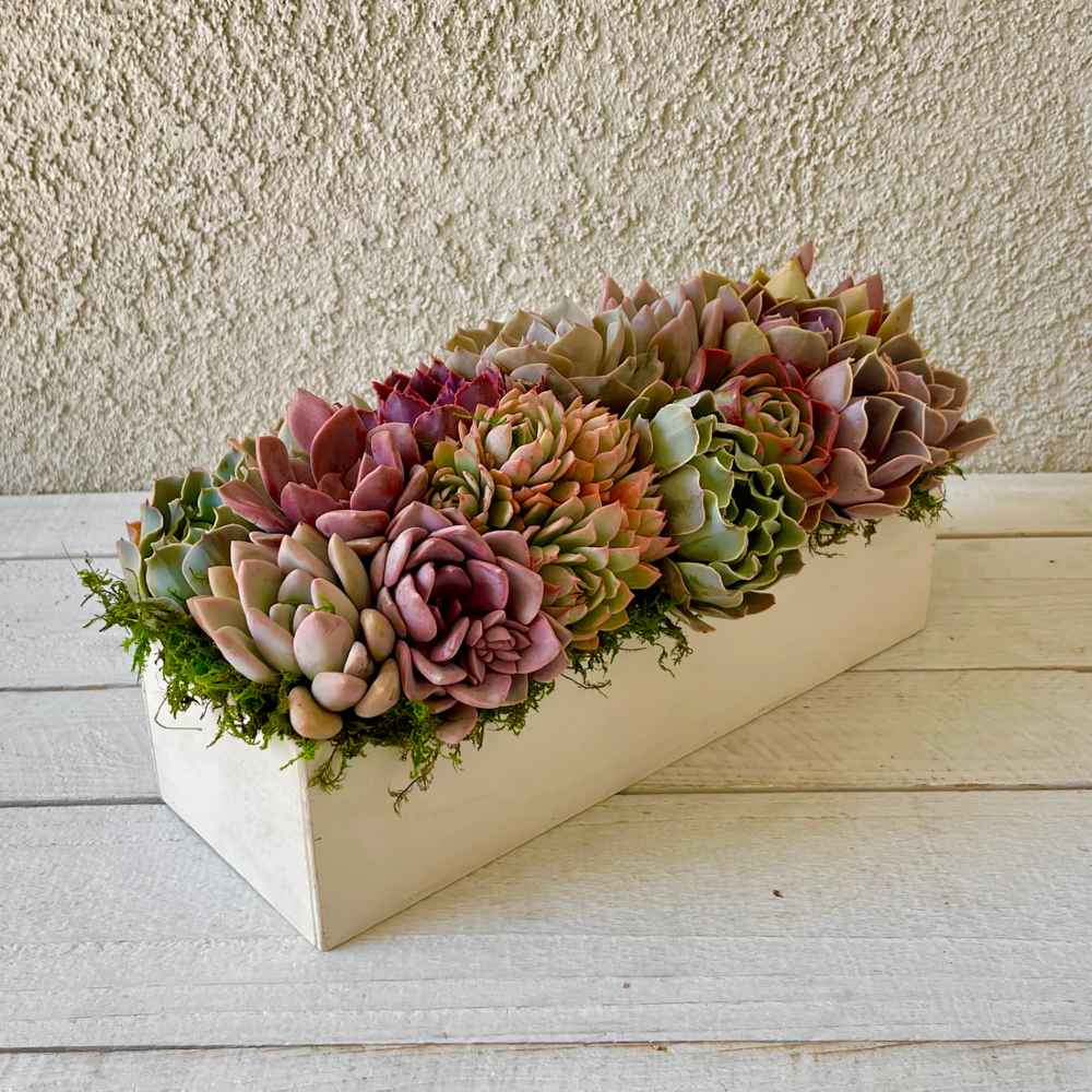 Succulents Design