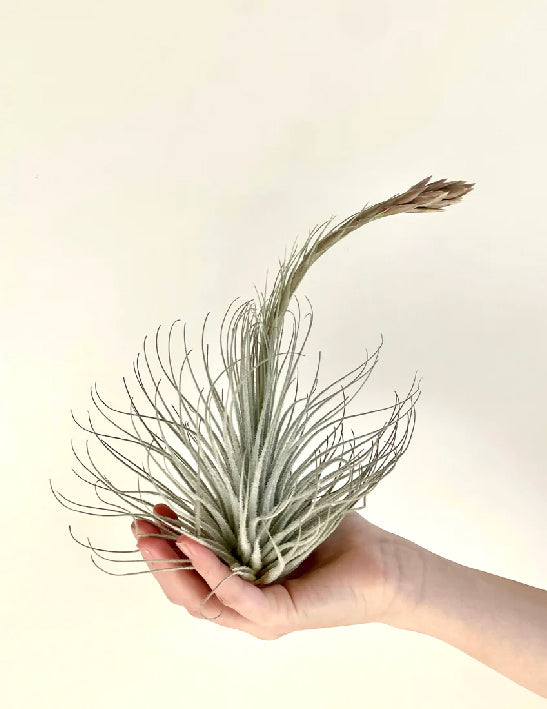 Air Plant