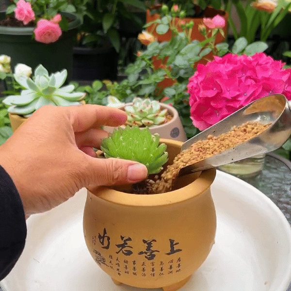 succulent in gold pot Succulent Gold Nutrient Soil Mix