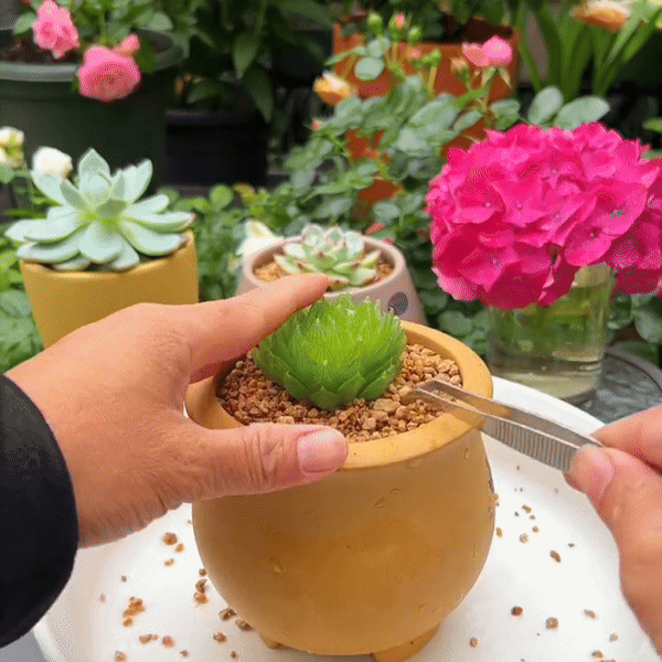 succulent gifs Succulent Gold Nutrient Soil Mix