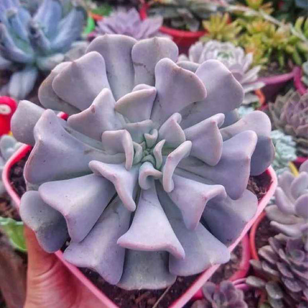 cubic frost succulent care Echeveria 'Cubic Frost