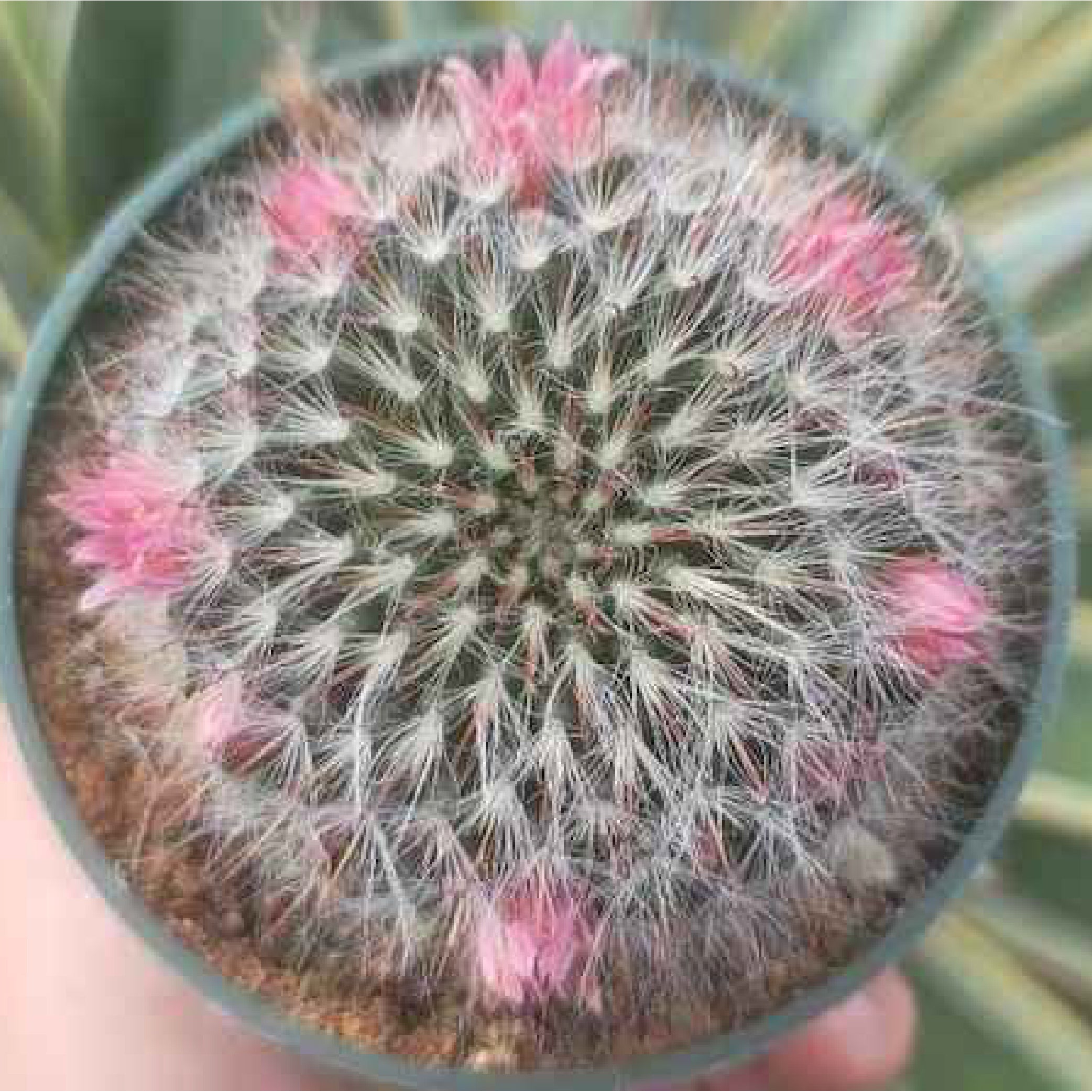 Cacti Mammillaria bocasana rosieflora 'Rosieflora Cactus'