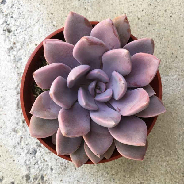 succulent debbie Graptoveria 'Debbie'