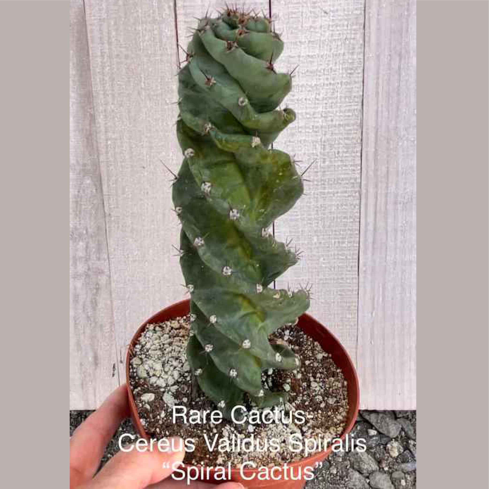 Rare Cereus Validus Spiralis "Spiral Cactus"