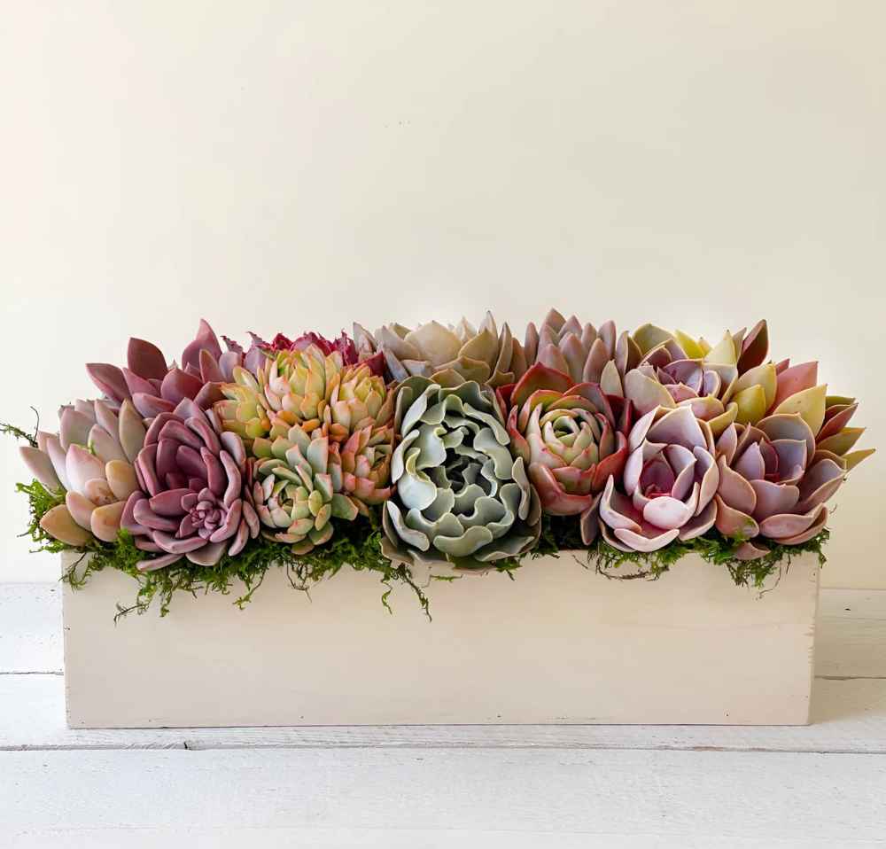 Clementine Succulent Planter