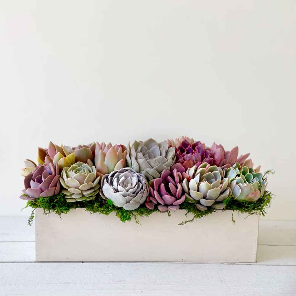 Clementine Succulent Planter