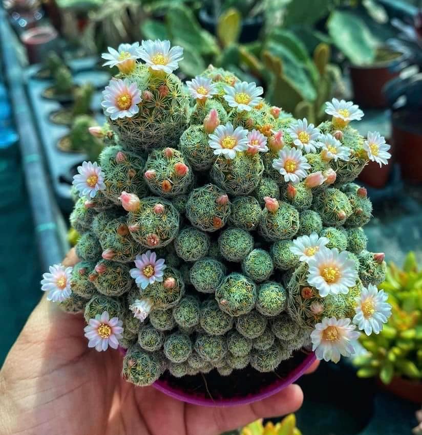 Mammillaria gracilis fragilis Thimble Cactus 4”