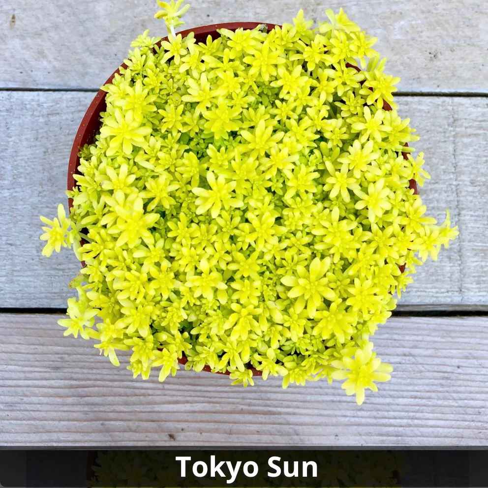 Sedum japonicum ‘Tokyo Sun’ 4”
