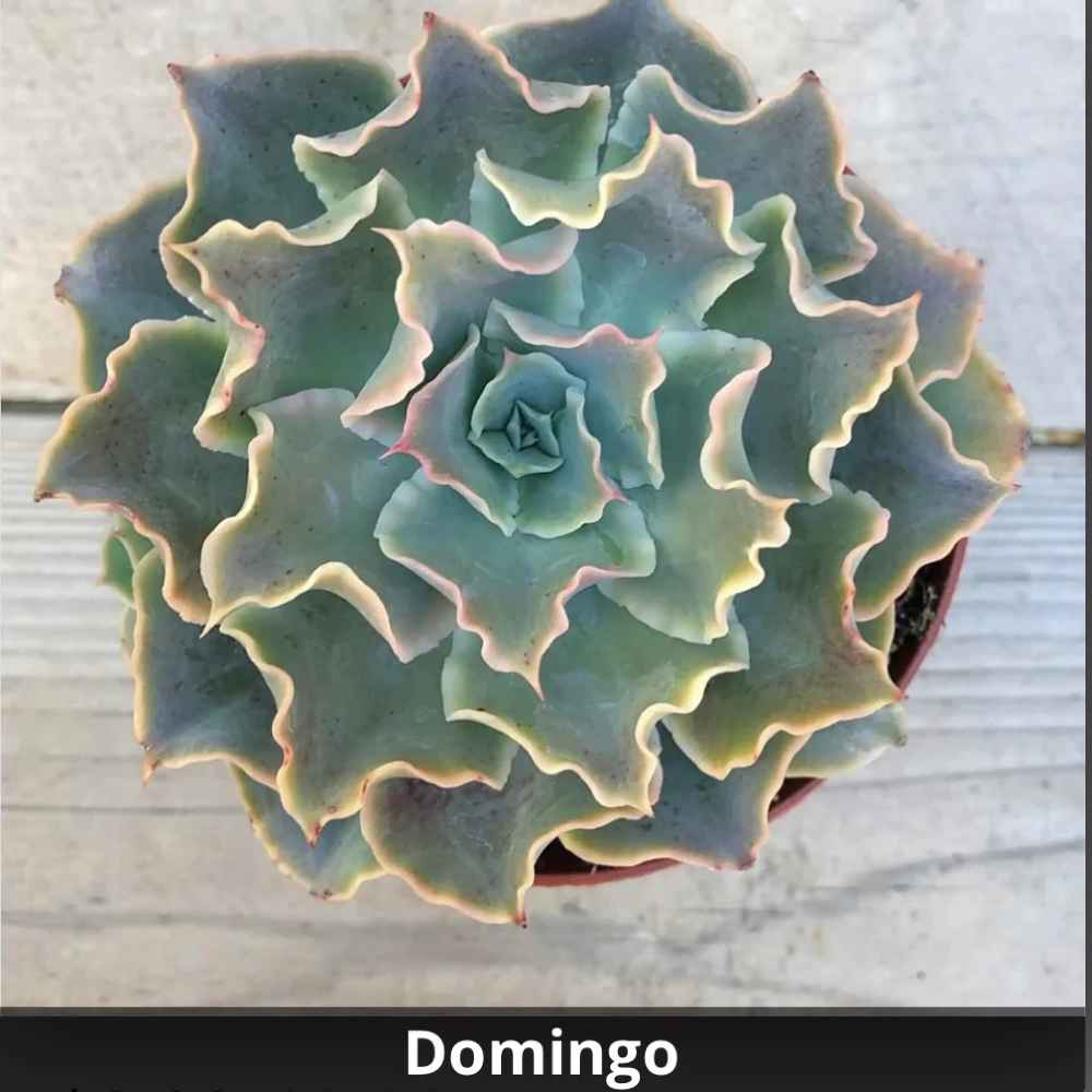 Echeveria 'Domingo' 4”