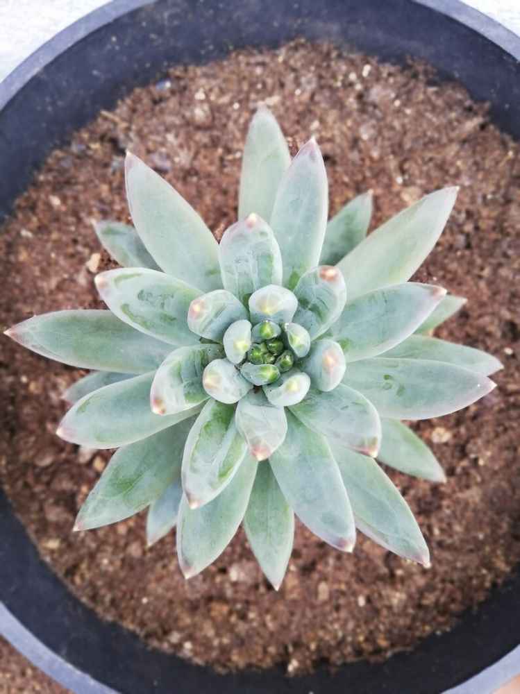 pachyveria glauca little jewel succulent Pachyveria glauca ‘Little Jewel’ 4”