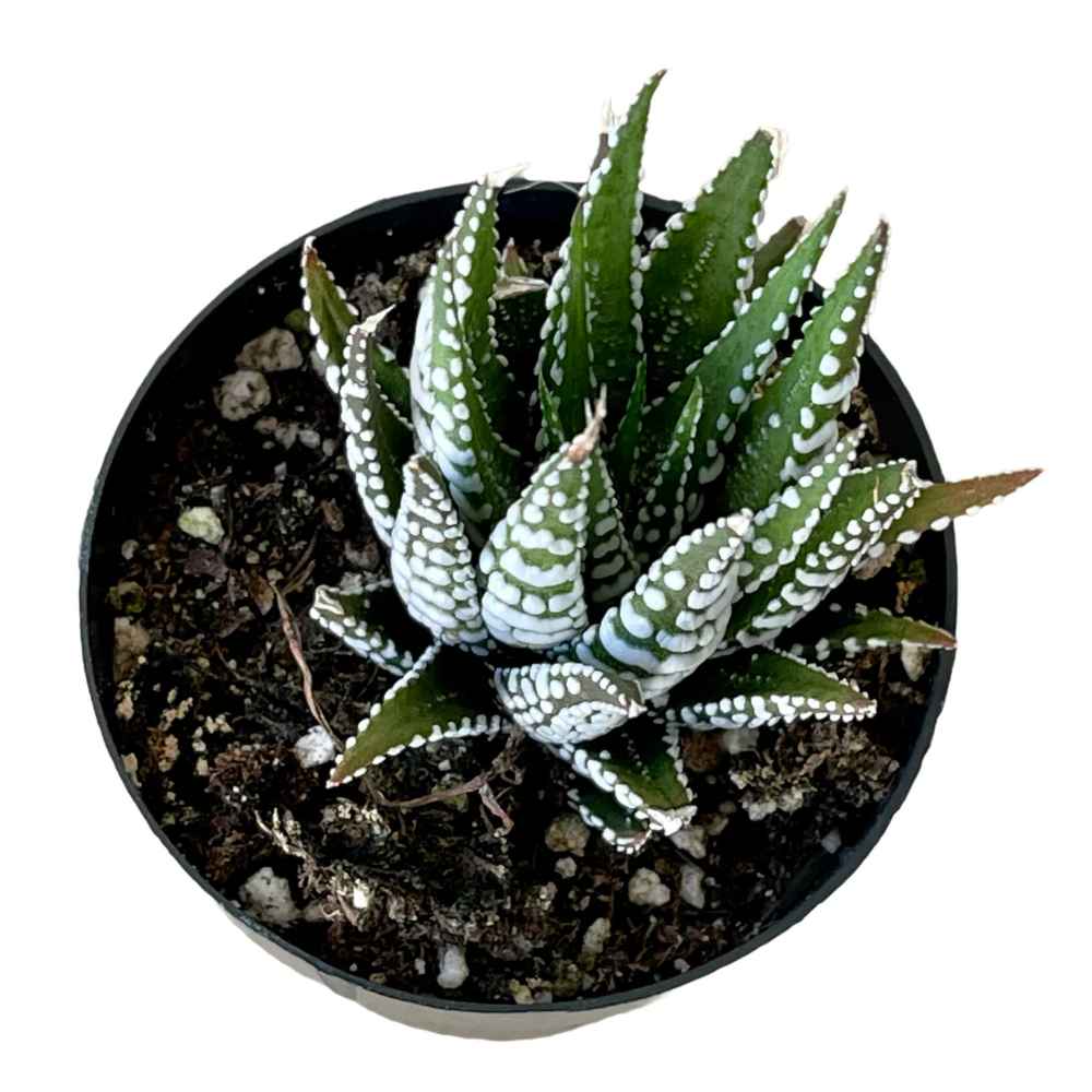 Haworthia pumila 'Pearl Plant'