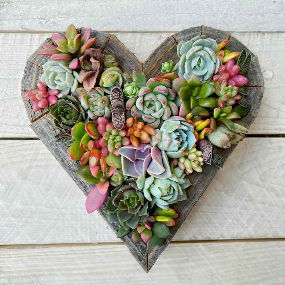 Succulent Heart-Shaped