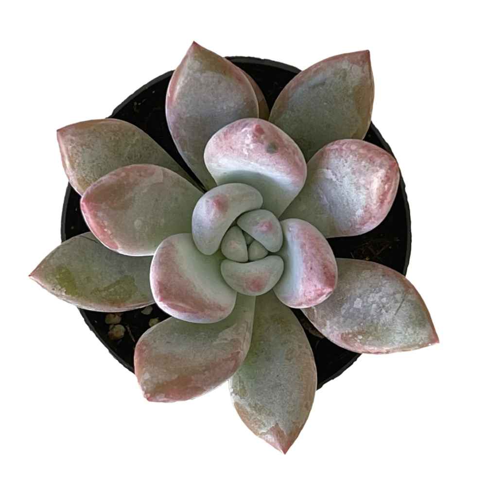 Pachyveria 'Powder Puff'