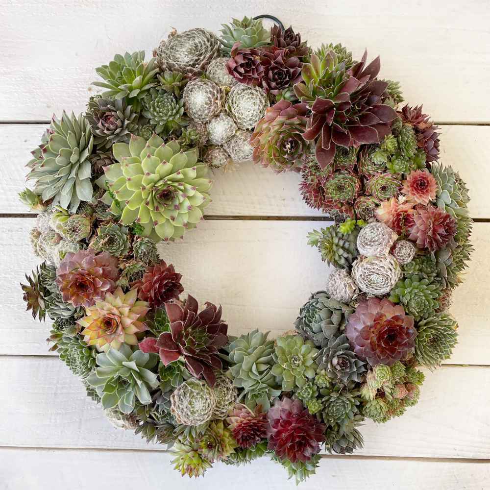 Sempervivum Wreath