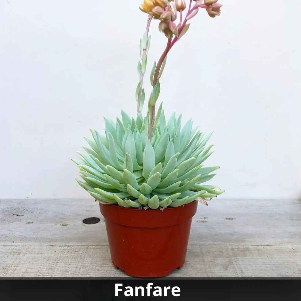 Sedeveria 'Fanfare' 4”