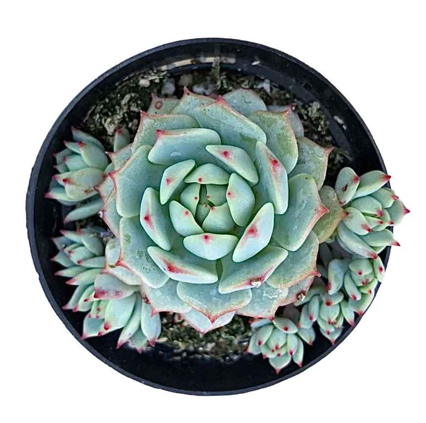 Echeveria 'Tippy'