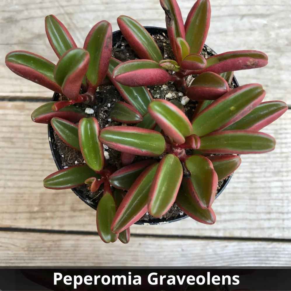 Peperomia graveolens 4”