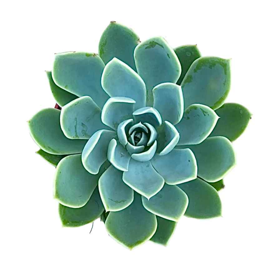 Echeveria 'Blue Atoll'