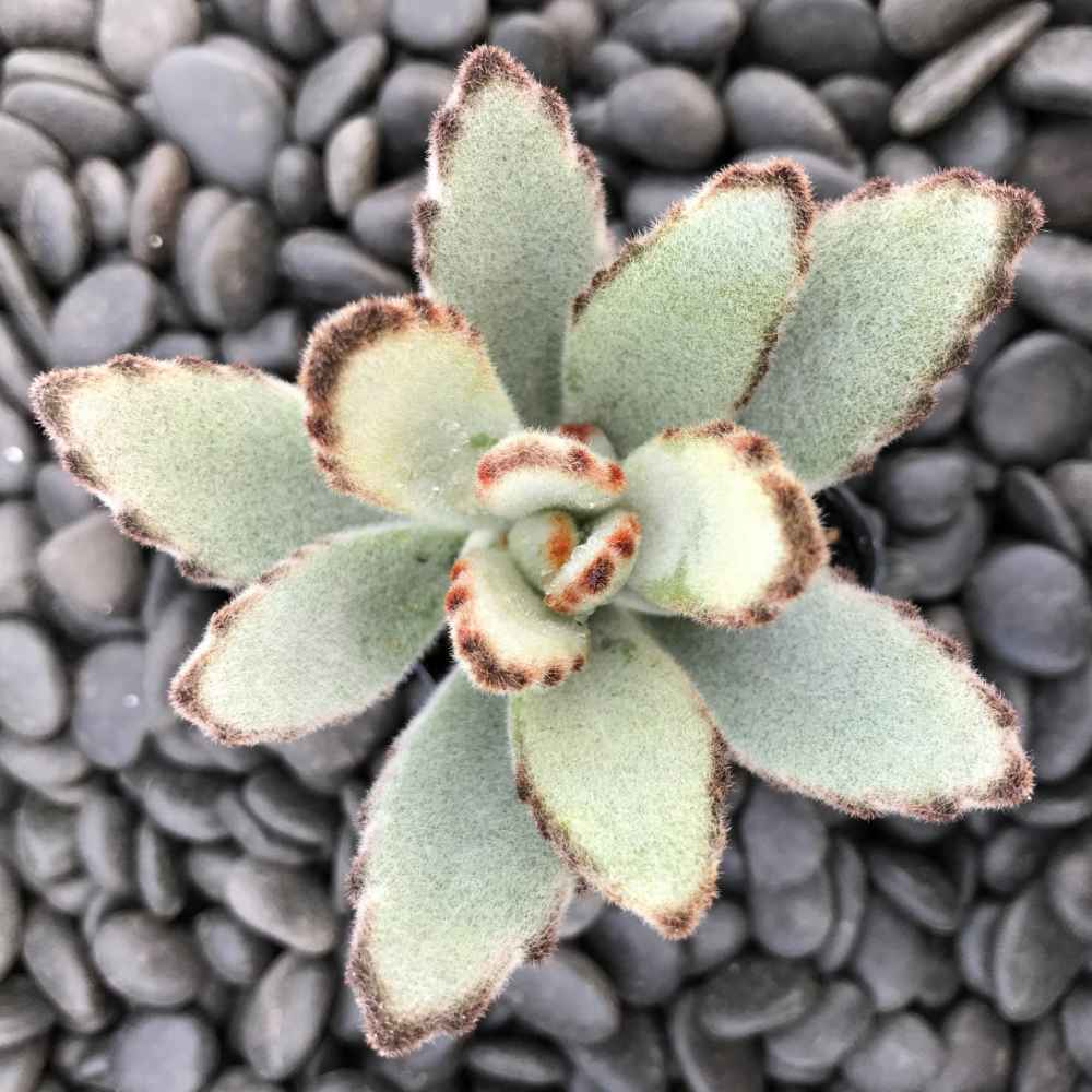 Kalanchoe tomentosa 'Panda'