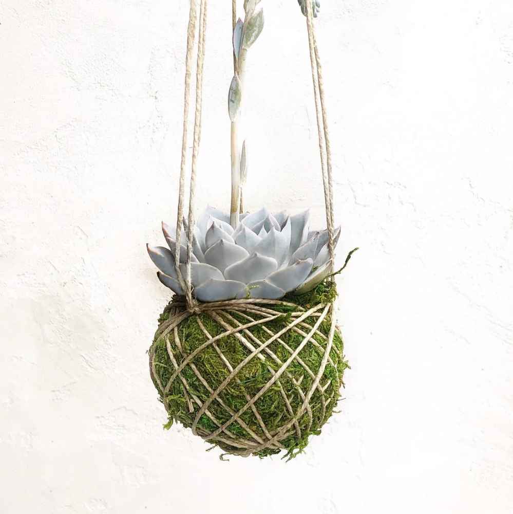 Kokedama Hanging