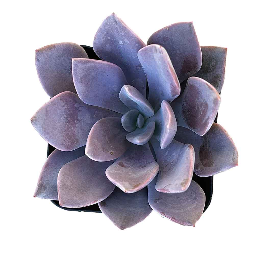 Graptoveria 'Debbie'