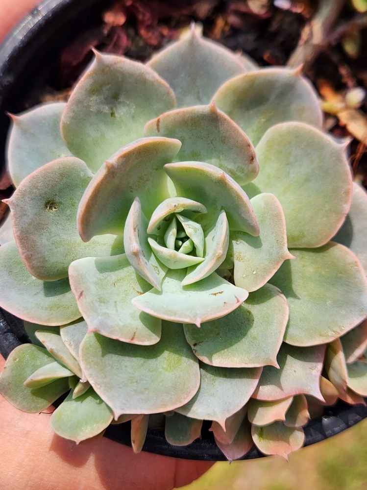 echeveria subsessilis succulent Echeveria subsessilis 'Morning Beauty'