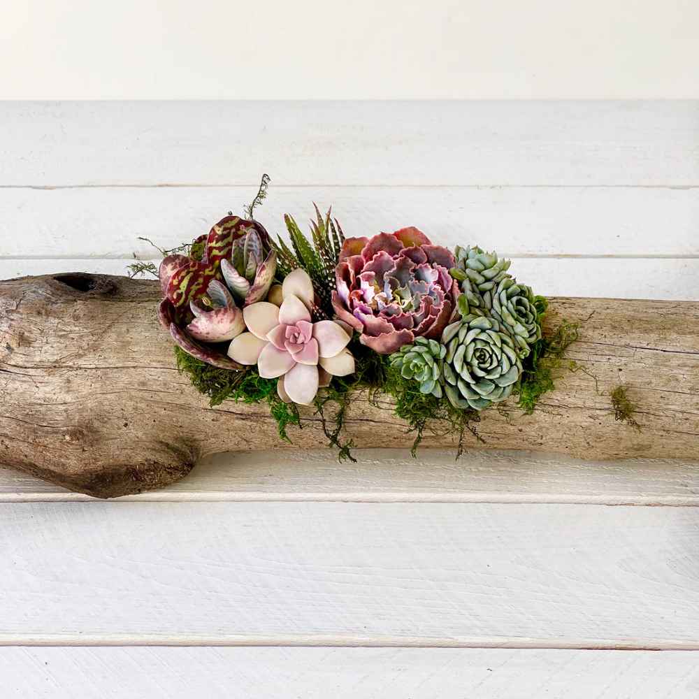 driftwood planter for succulents Unplanted Natural Driftwood Planter