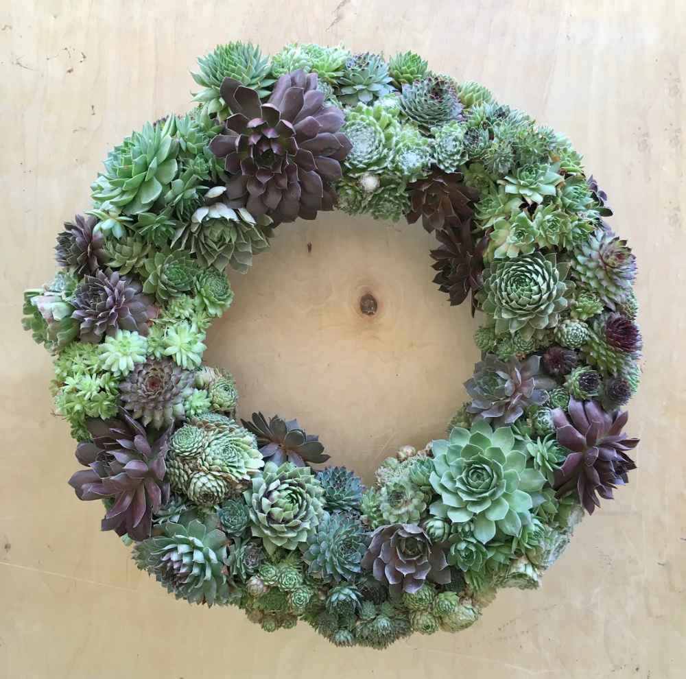 Sempervivum Wreath