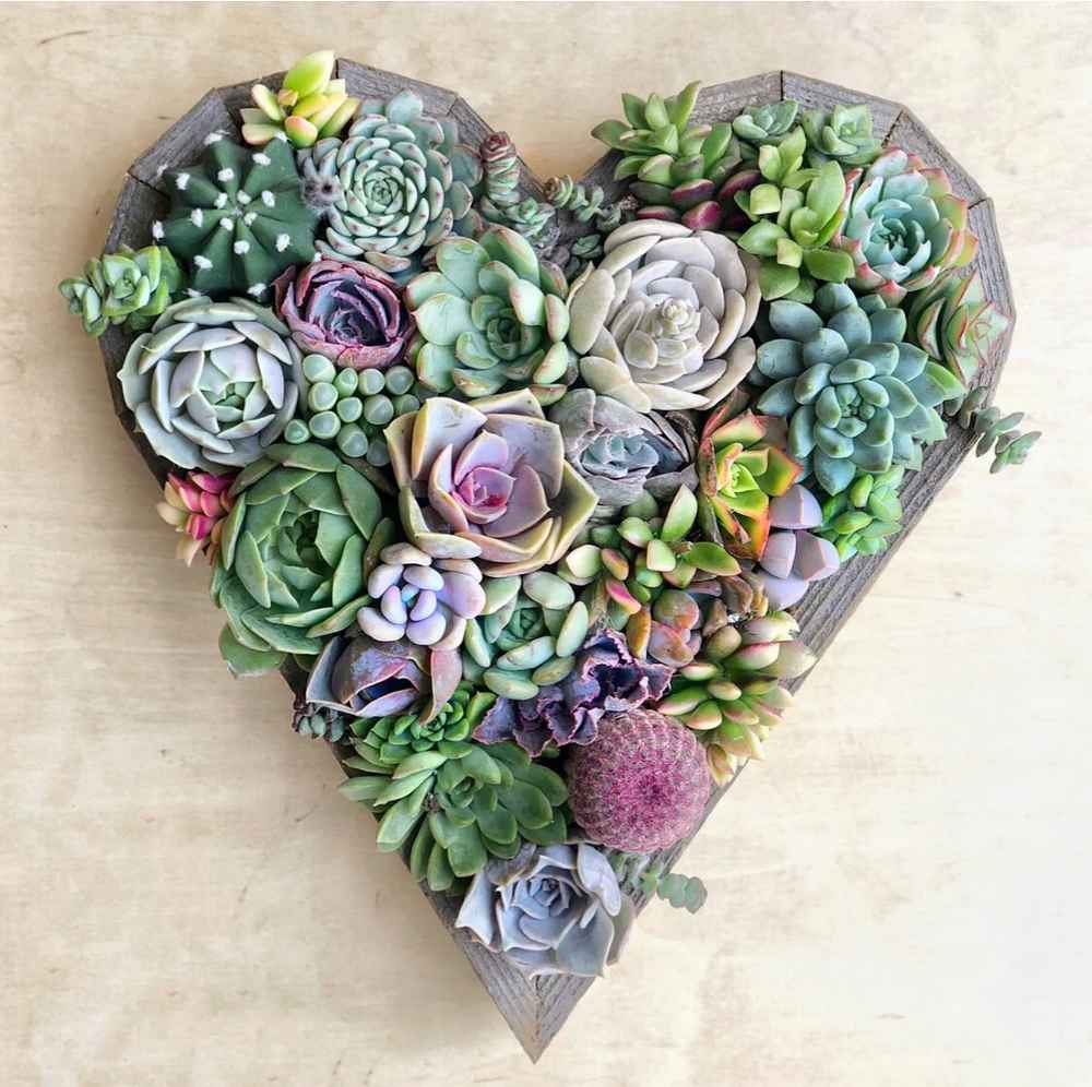 Succulent Heart-Shaped