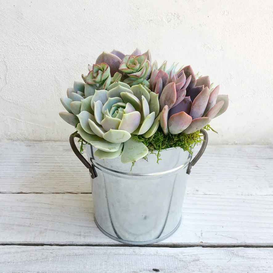 farmhouse succulent planter Farmhouse Pail