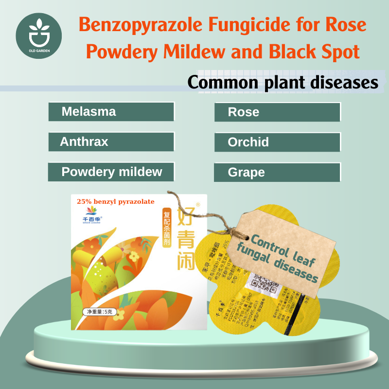 Rose Fungicide and Black Spot