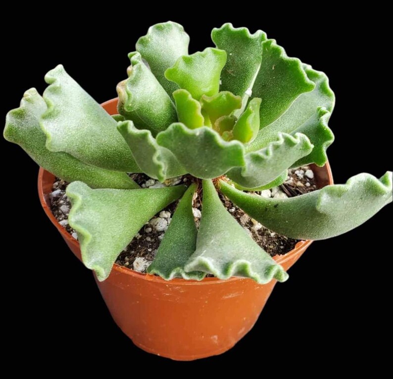 Adromischus cristatus “Key Lime Pie” 4”