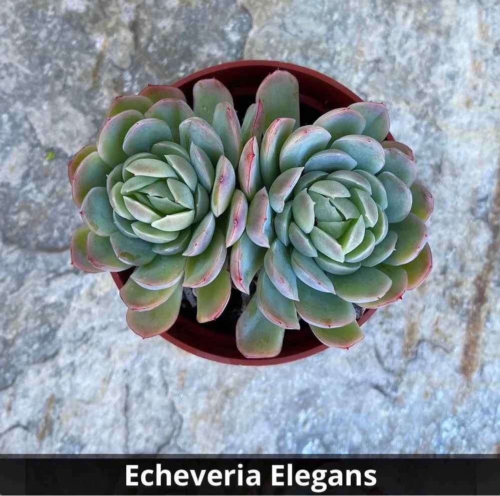 Echeveria Elegans 4”