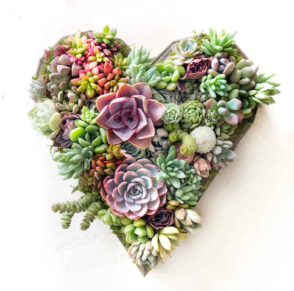 Succulent Heart-Shaped