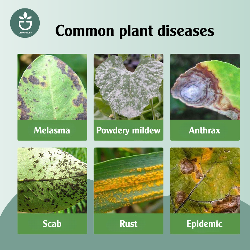 Rose Fungicide and Black Spot