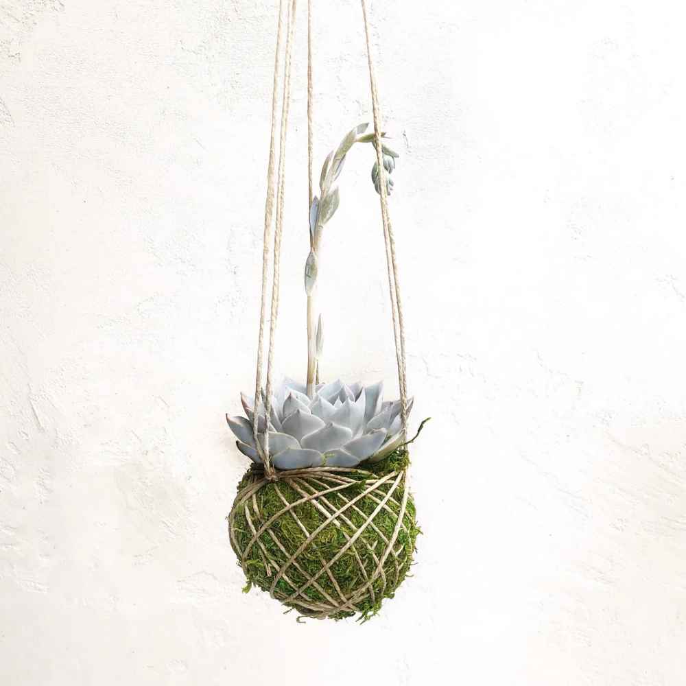 Kokedama Hanging