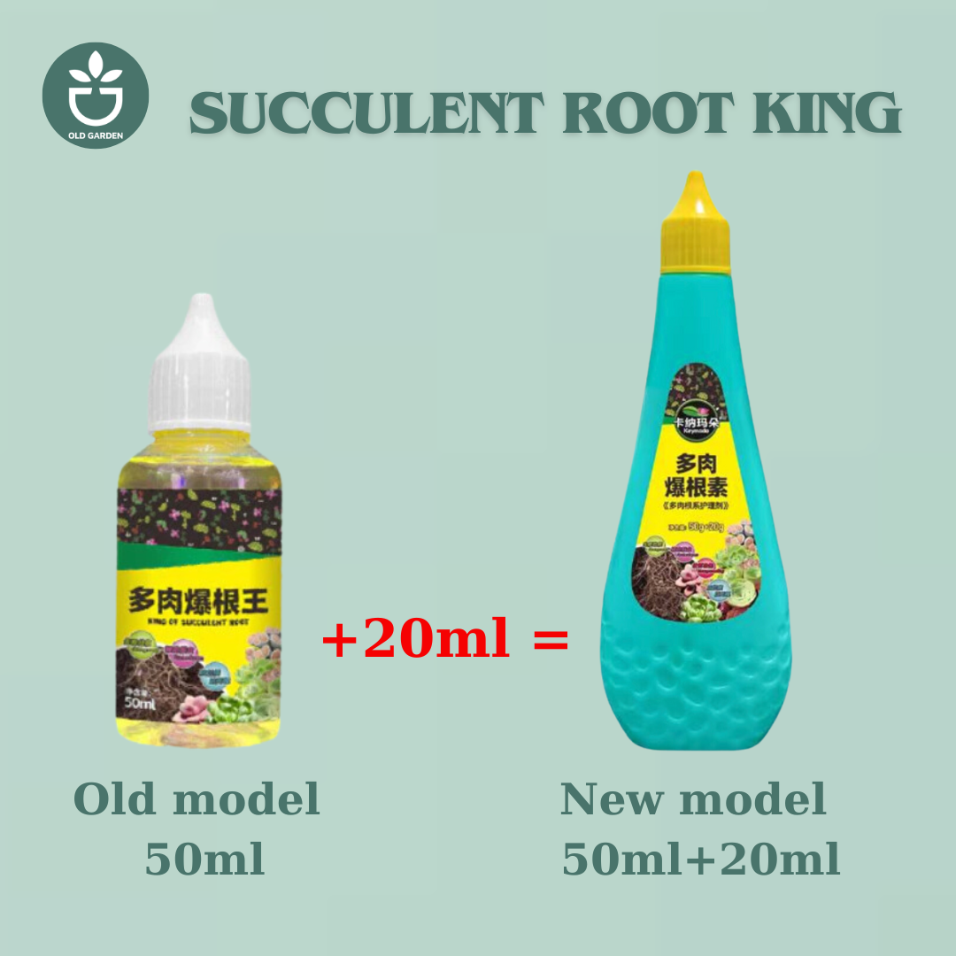 Succulent Root King