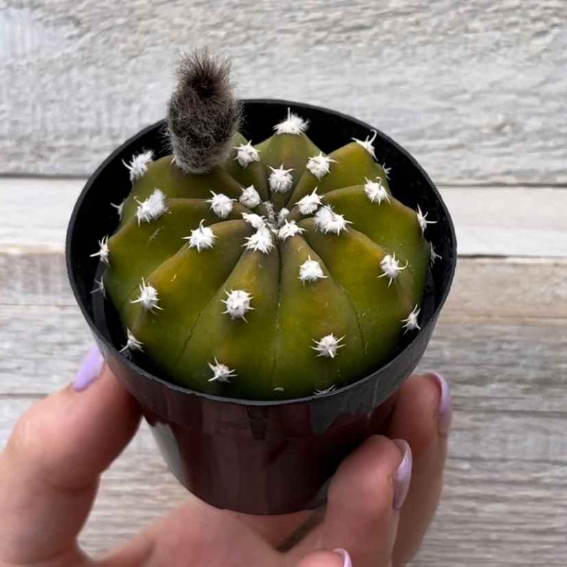 Dominos Cactus