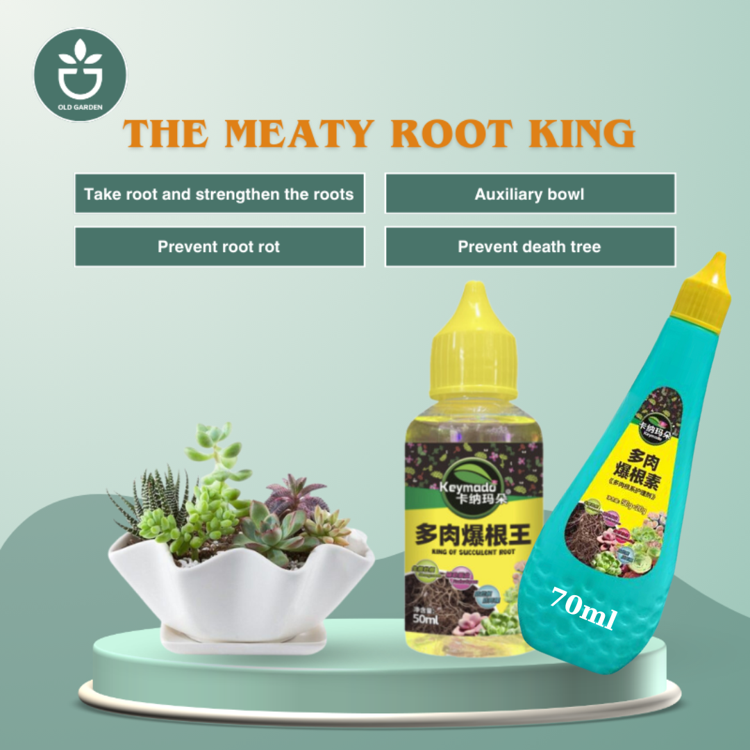 Succulent Root King