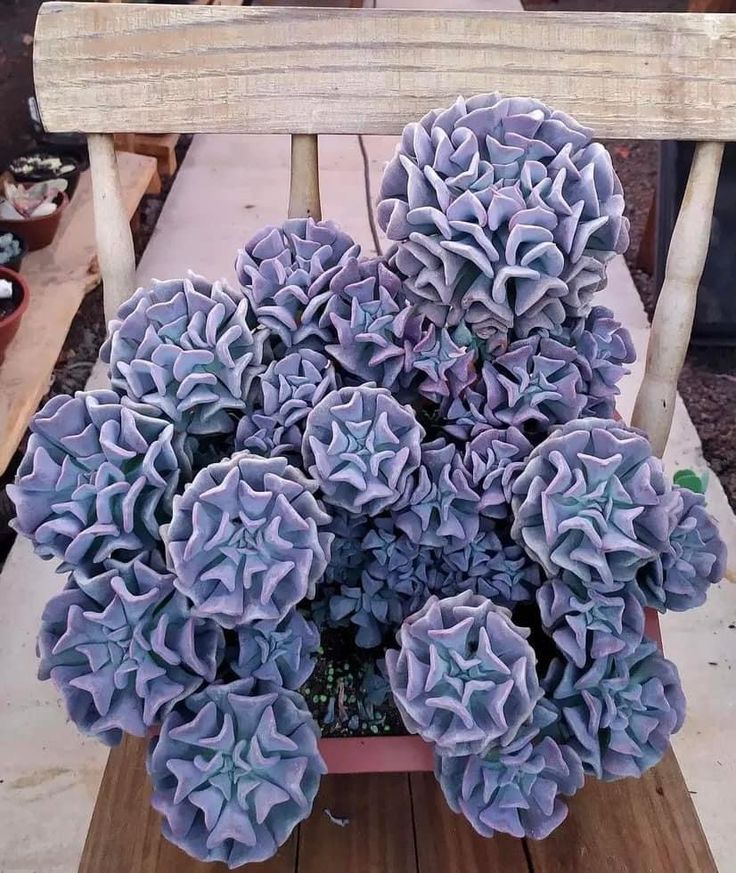 frost succulents Echeveria 'Cubic Frost'