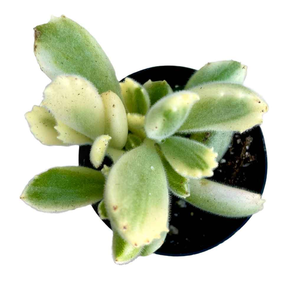 Cotyledon tomentosa 'Bear's Paw' variegata